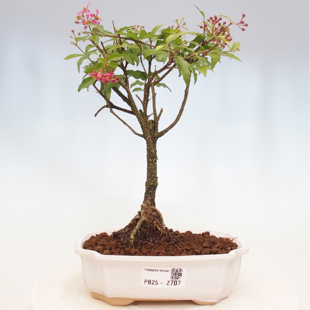 Pokojová bonsai - Malpighia coccigera- Barbdorská třešeň