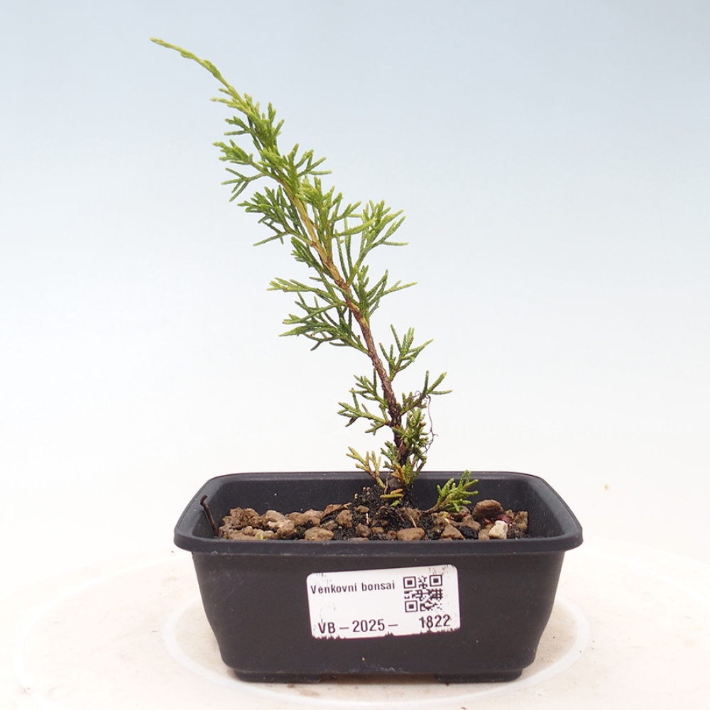 Venkovní bonsai - Juniperus chinensis Itoigawa -Jalovec čínský