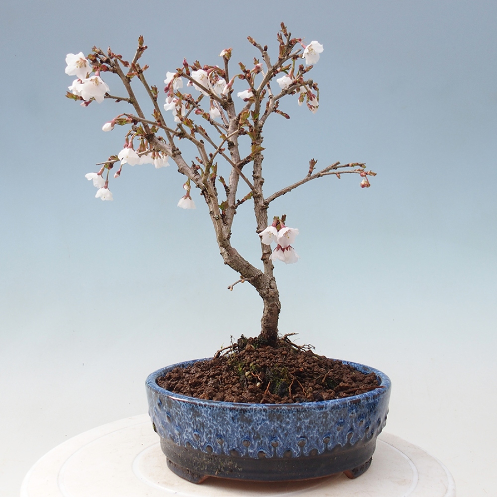 Venkovní bonsai - Prunus incisa Kojou-no mai-Slivoň vyříznutá