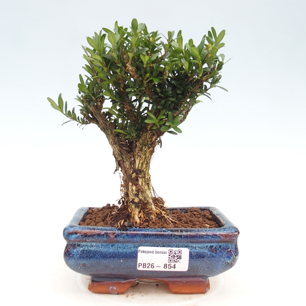 Pokojová bonsai - Buxus harlandii -korkový buxus