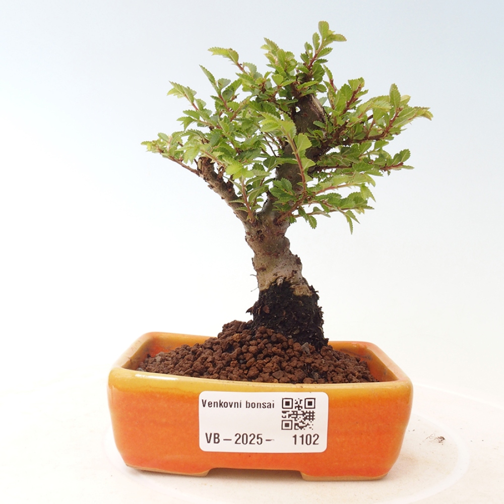 Venkovní bonsai - Ulmus parvifolia Sagei - Malolistý jilm