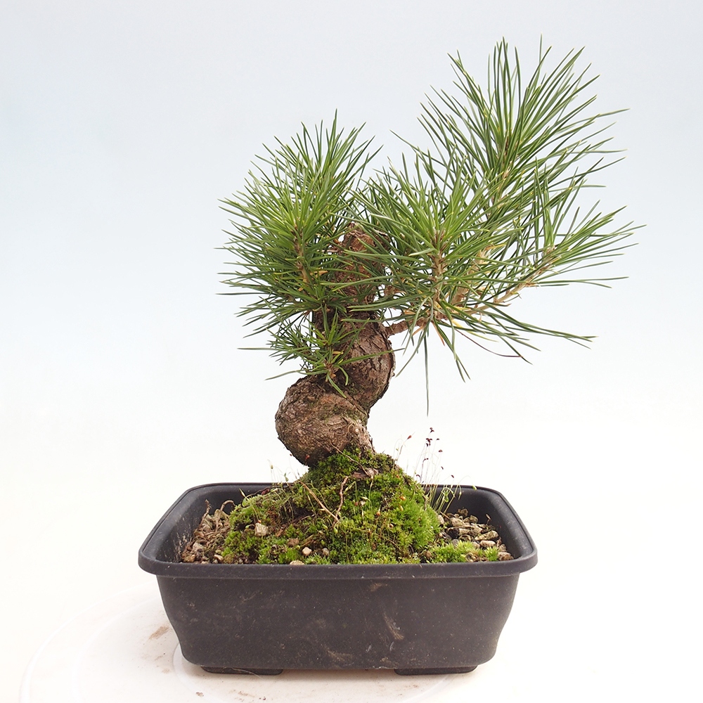 Venkovní bonsai - Pinus thunbergii - Borovice thunbergova
