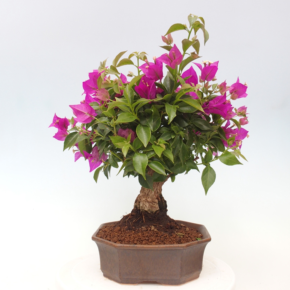 Pokojová bonsai - Bouganwilea