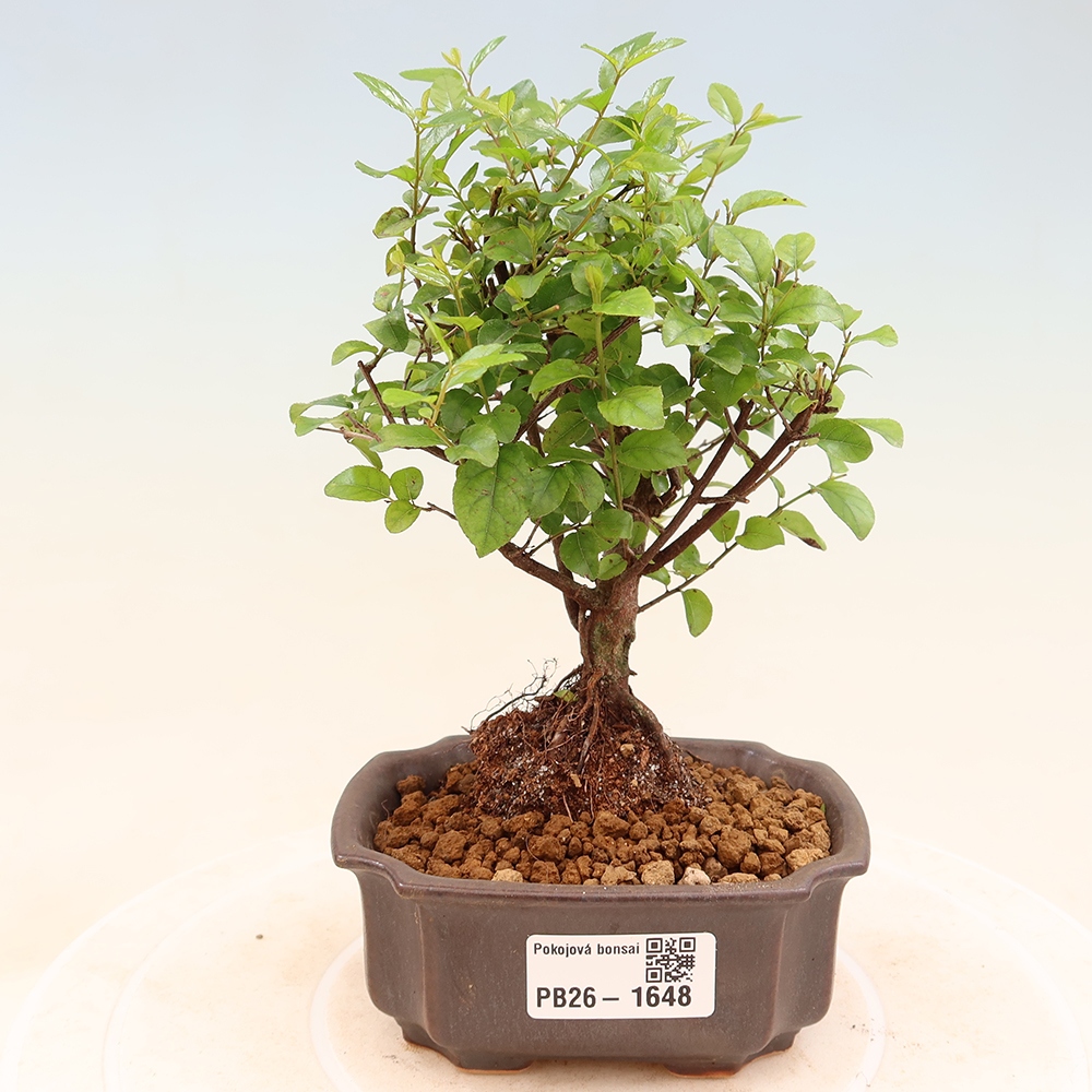 Pokojová bonsai - Sagerécie thea - Sagerécie thea
