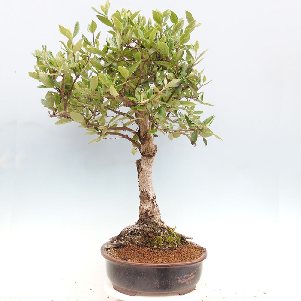 Venkovní bonsai-Kalina Bodnanská - Viburum carlesii hemsi