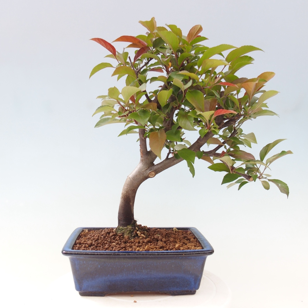 Venkovní bonsai -Malus domestica - Maloplodá jabloň červenolistá