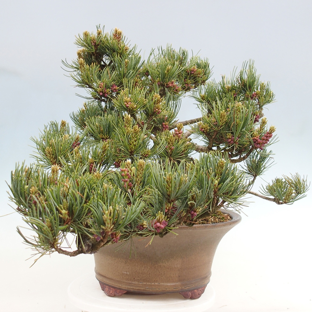 Venkovní bonsai - Pinus parviflora - Borovice drobnokvětá