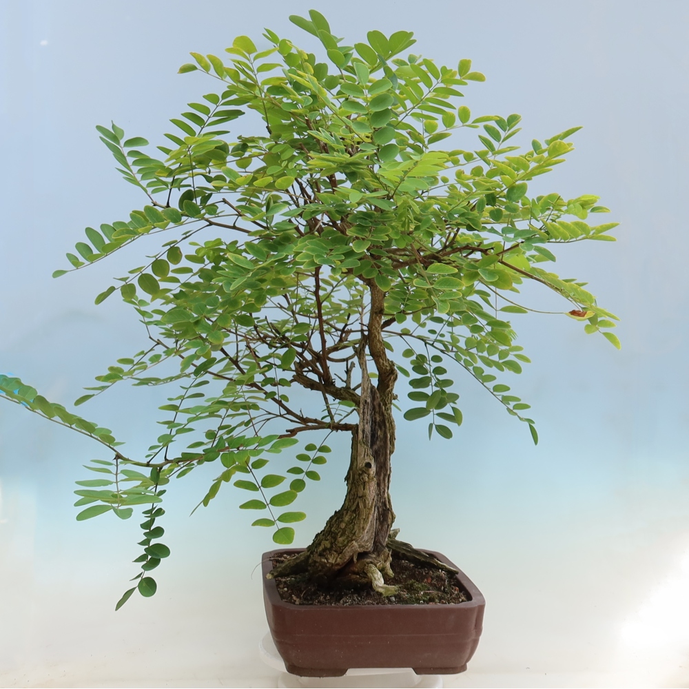 Venkovní bonsai - Trnovník  Akát - Robinia pseudoacacia