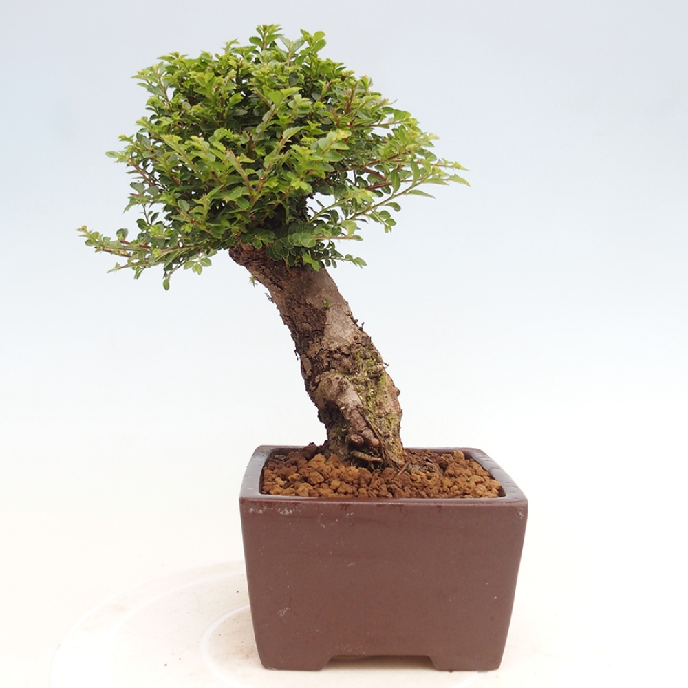 Venkovní bonsai - Ulmus parvifolia Hokkaido - jilm Činski