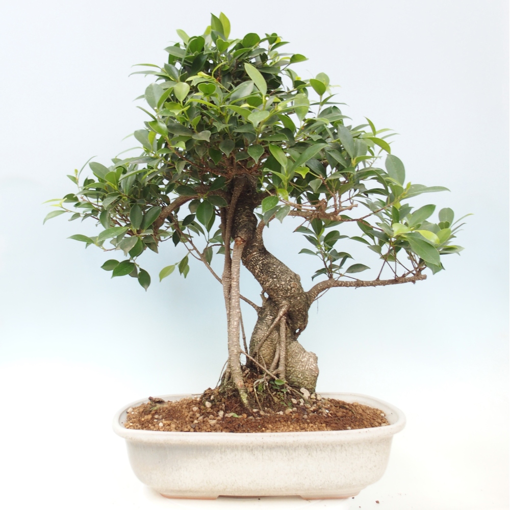 Pokojová bonsai - Ficus kimmen -  malolistý fíkus - POUZE OSOBNÍ ODBĚR nebo paletová přeprava