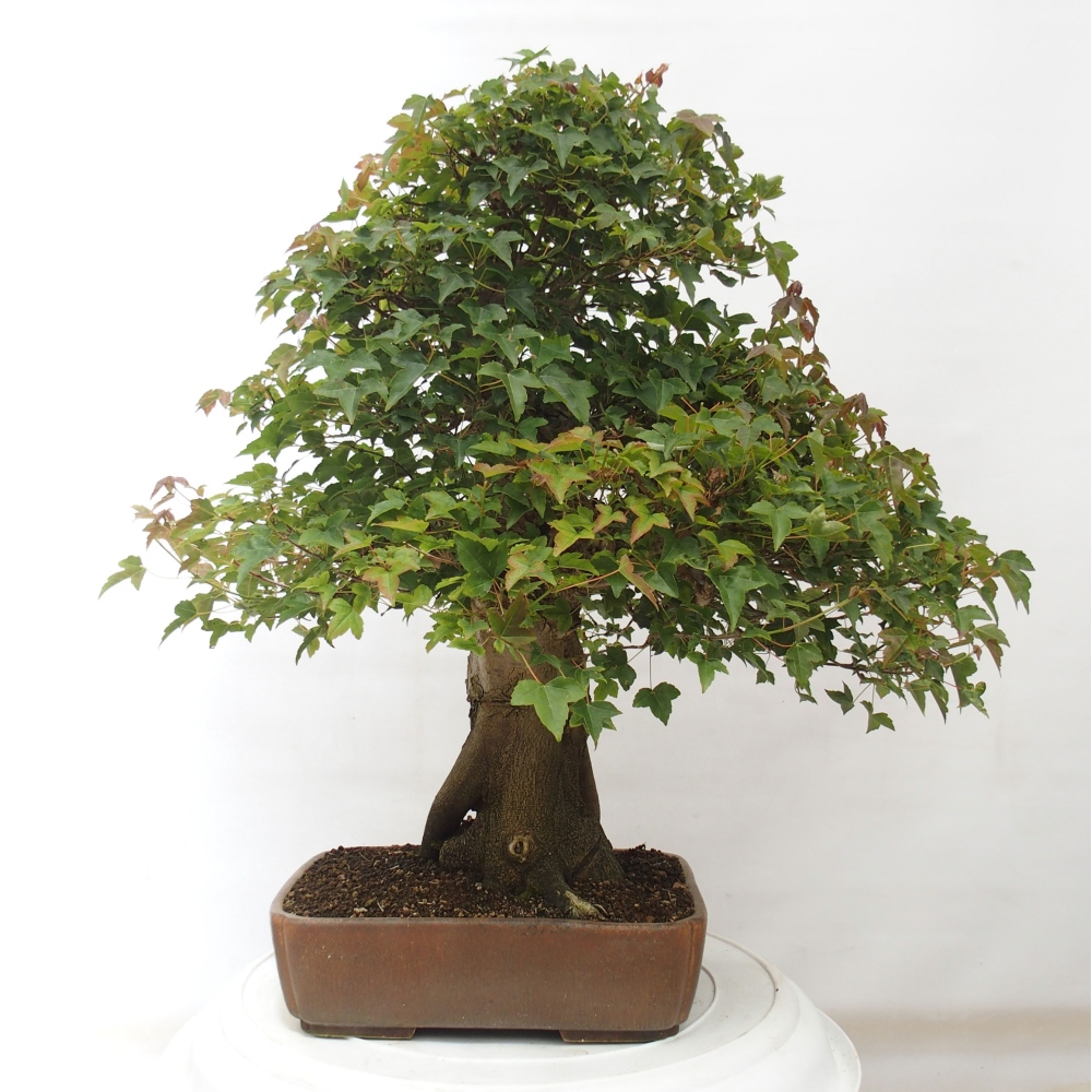 Venkovní bonsai - Acer Buergerianum - Javor Burgerův