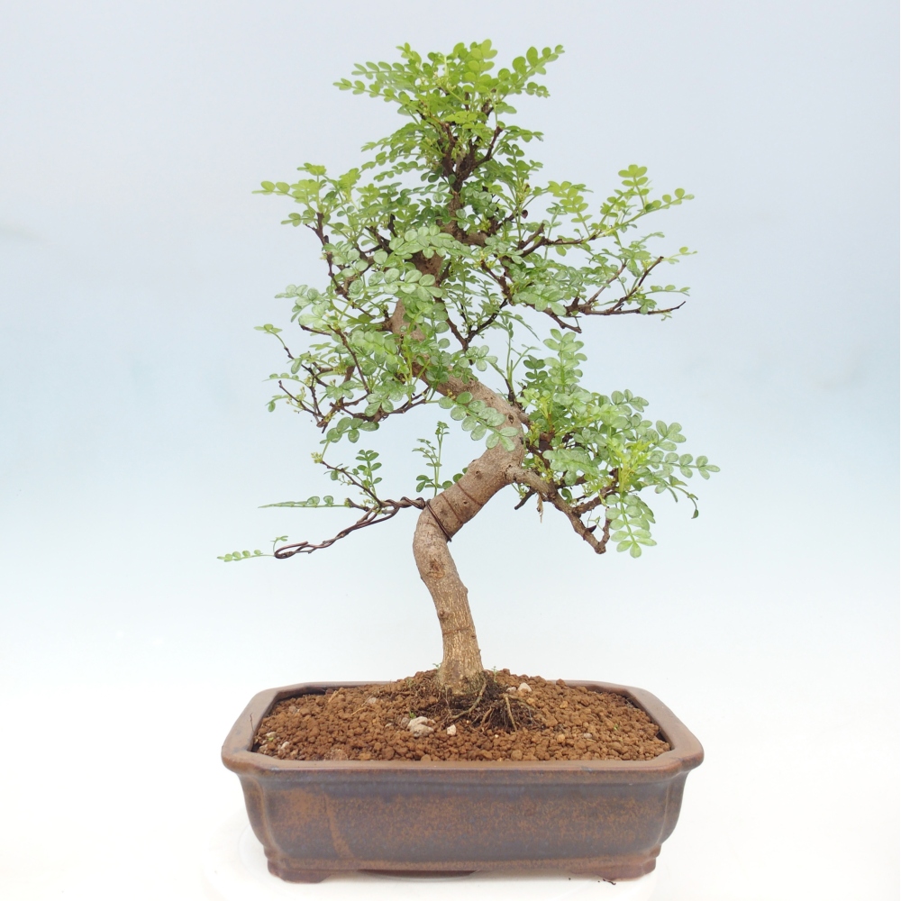 Pokojová bonsai - Zantoxylum piperitum - pepřovník