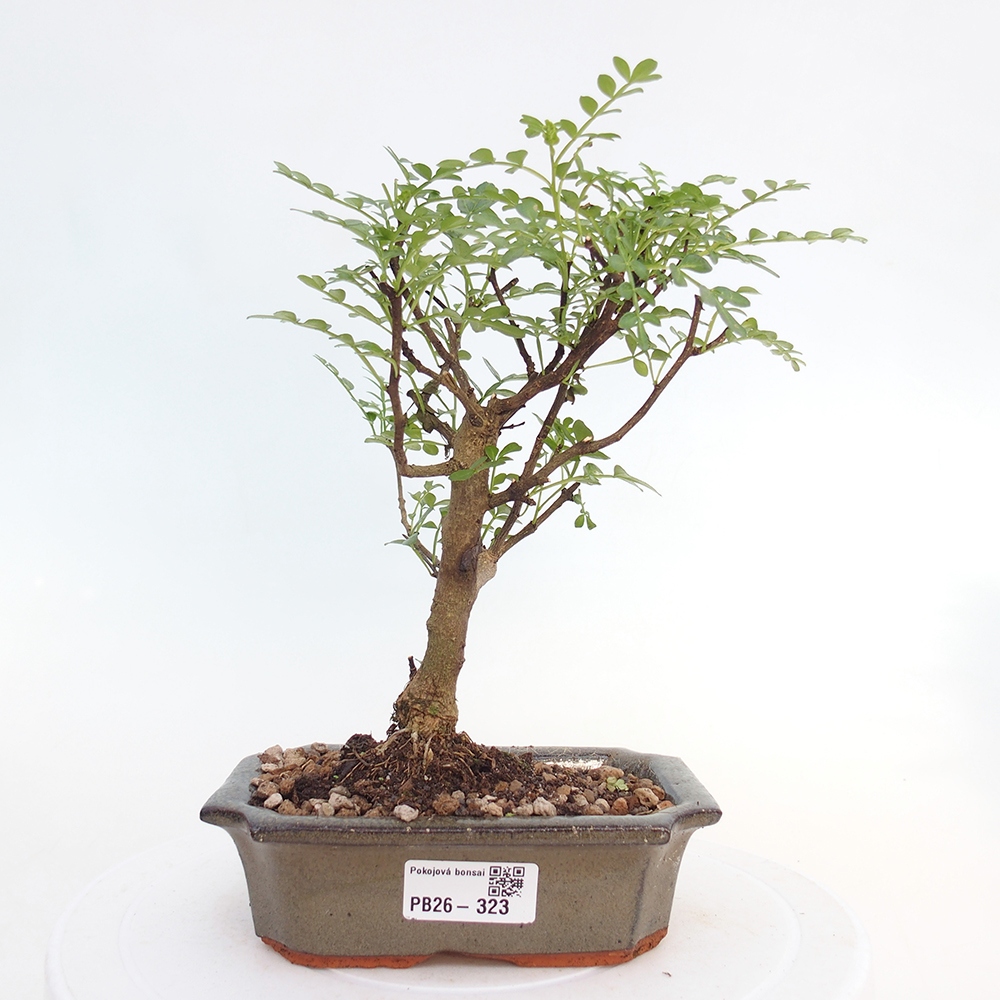 Pokojová bonsai - Zantoxylum piperitum - pepřovník