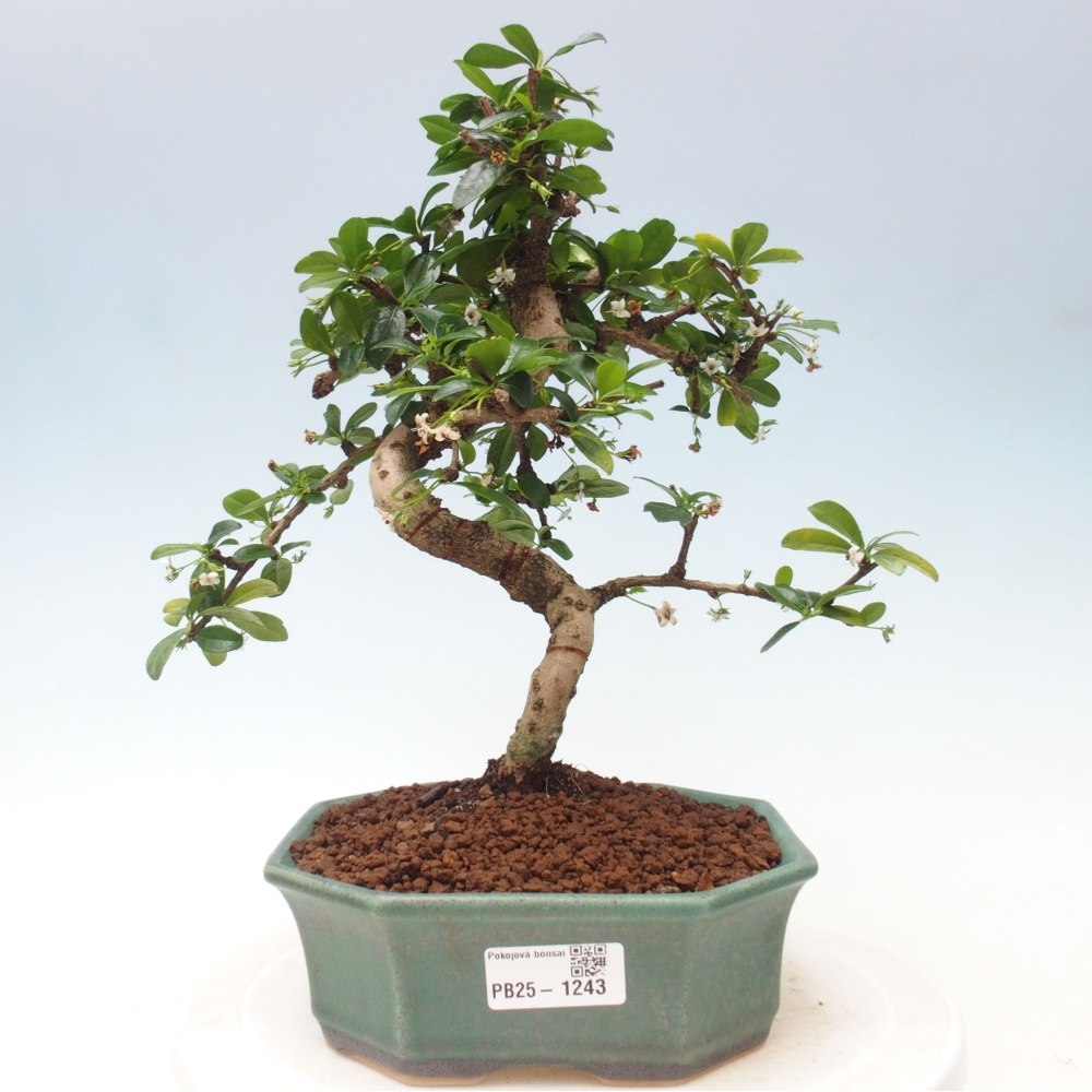 Pokojová bonsai - Carmona macrophylla - Čaj fuki