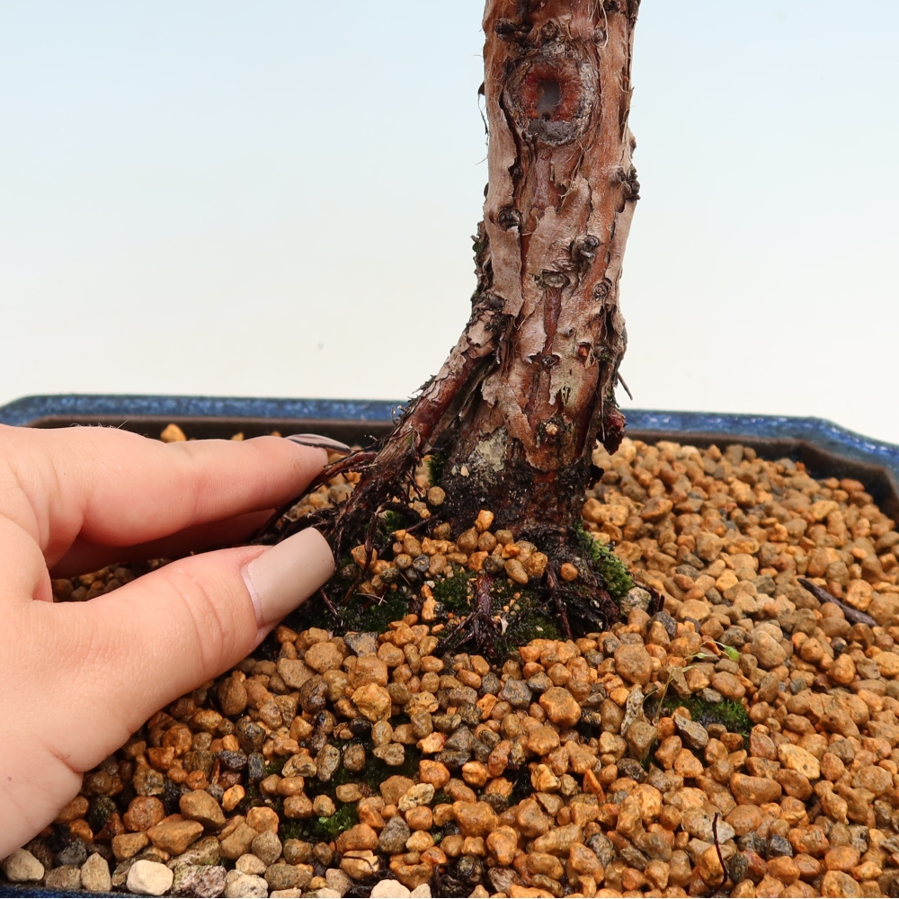 Venkovní bonsai - Juniperus chinensis Kishu -Jalovec čínský