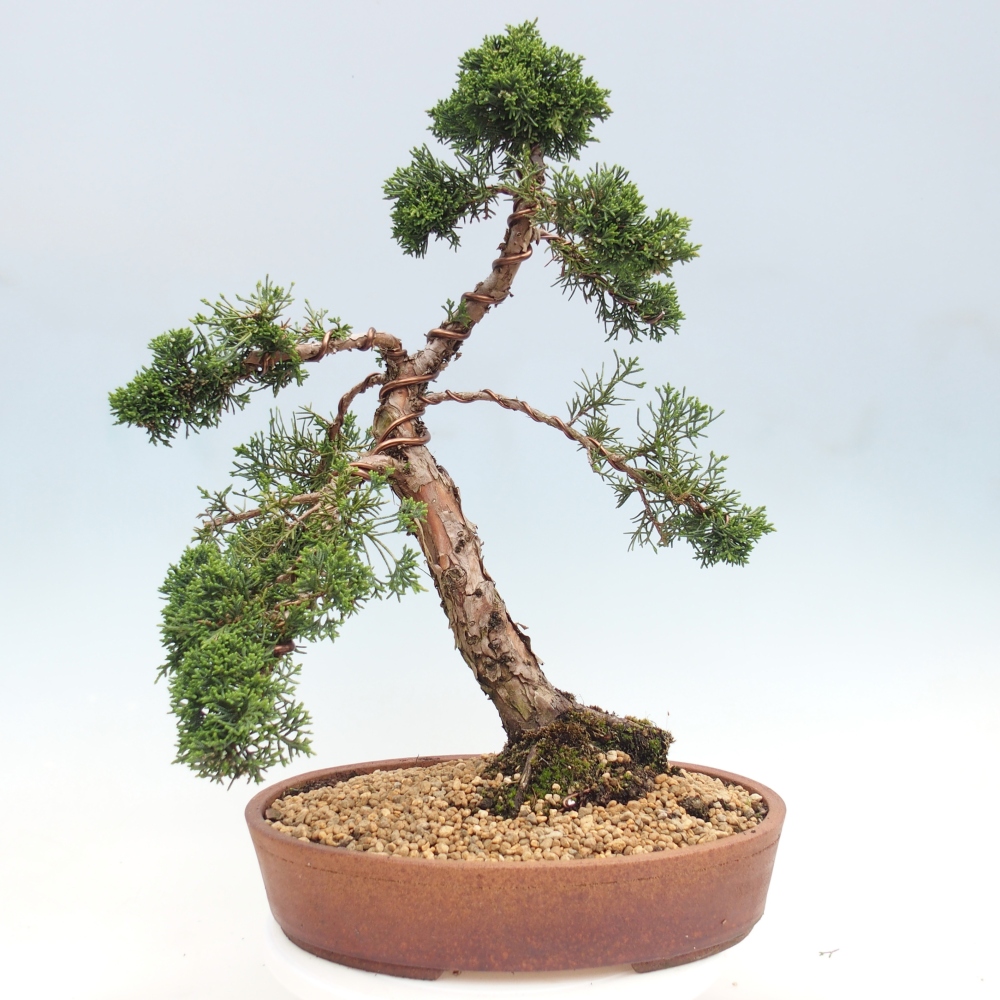 Venkovní bonsai - Juniperus chinensis Kishu -Jalovec čínský