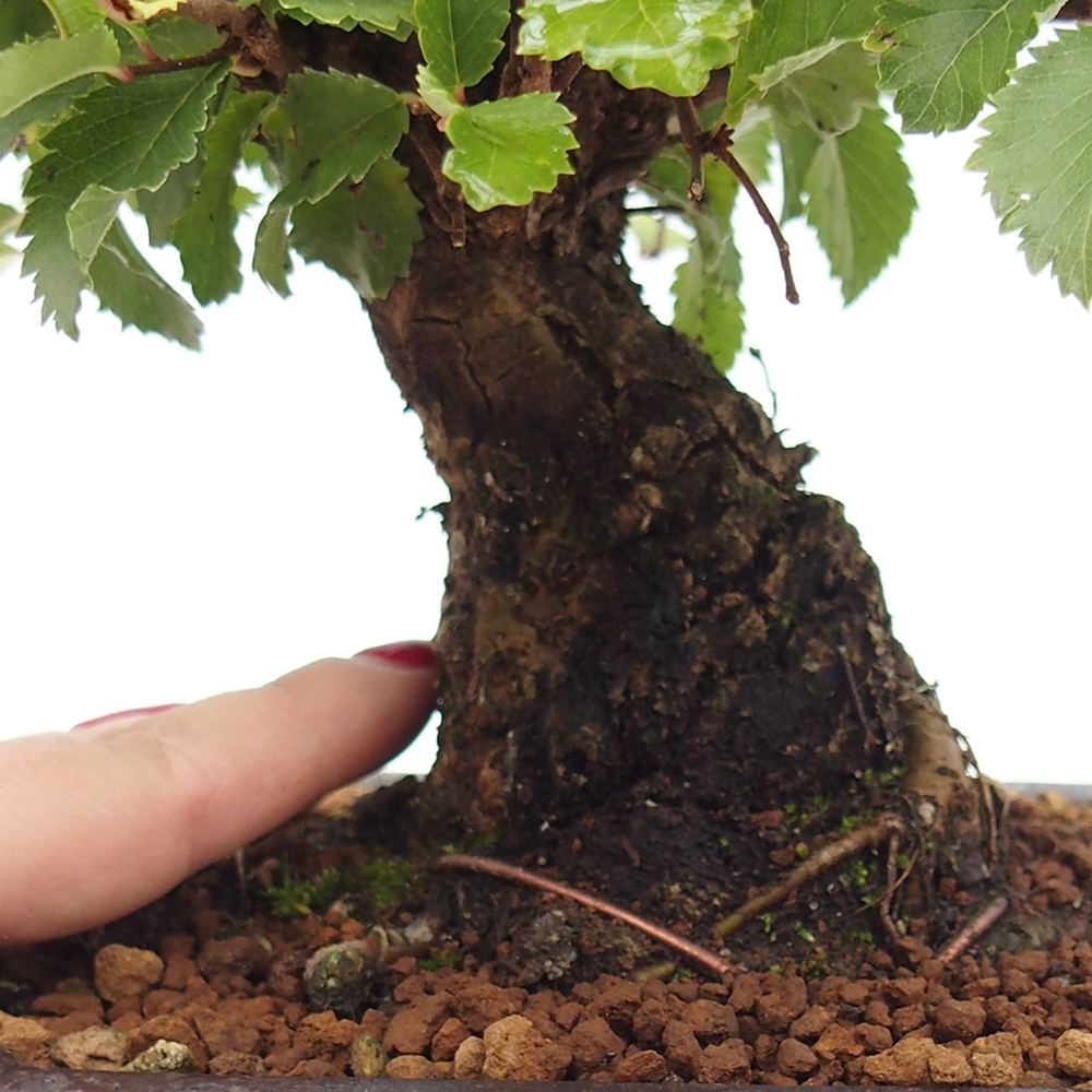 Venkovní bonsai - Zelkova - Zelkova NIRE