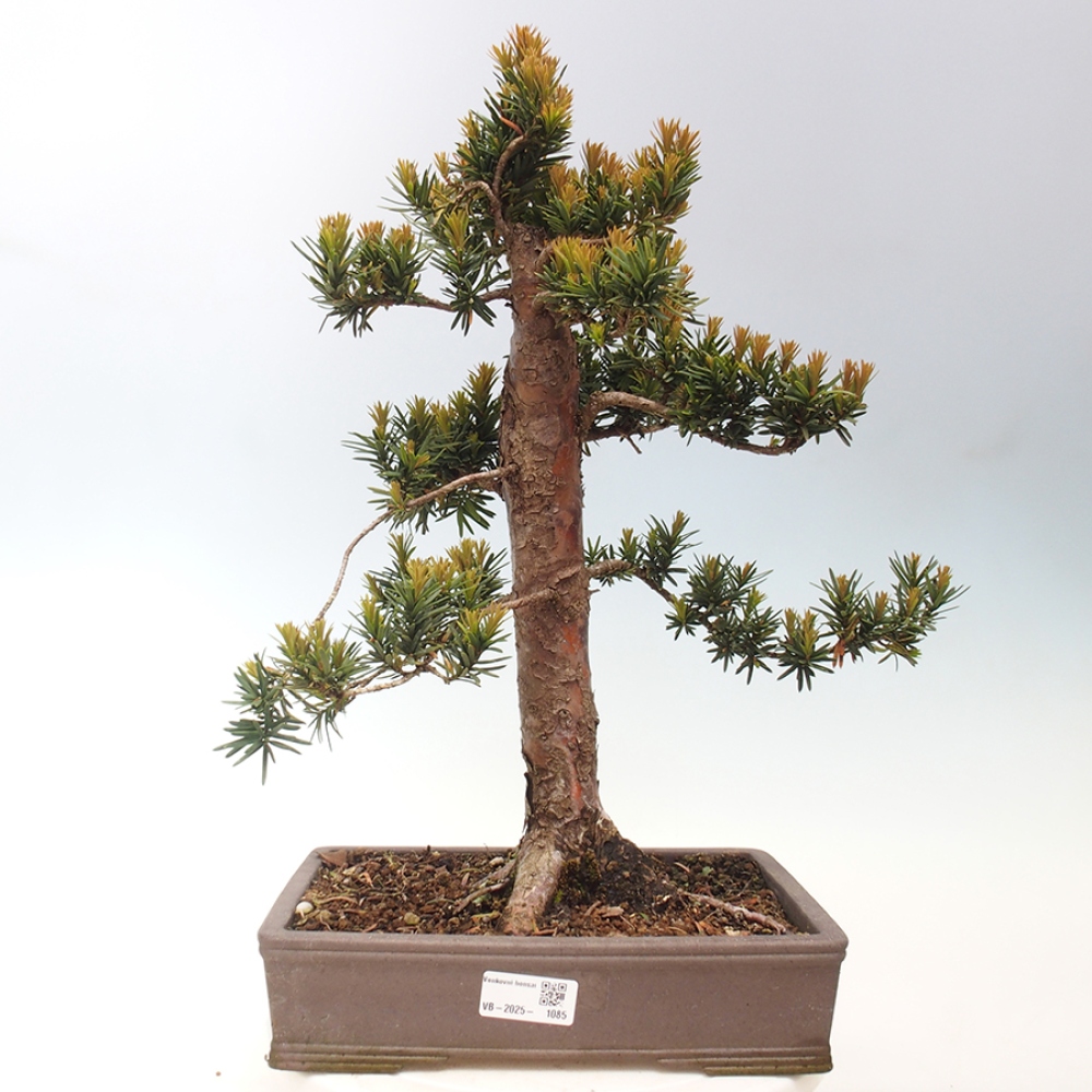 Venkovní bonsai - Taxus cuspidata  - Tis japonský