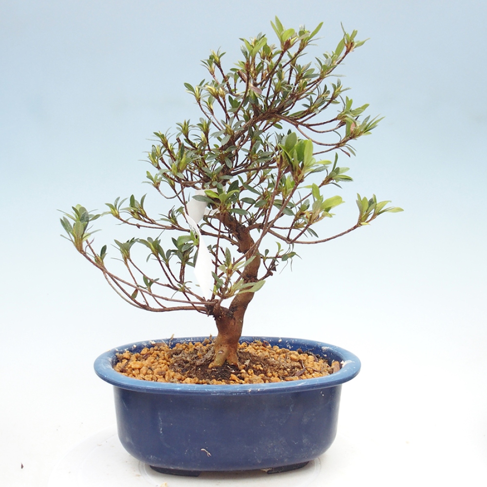 Venkovní bonsai - Japonská azalka - Azalea Suigootome