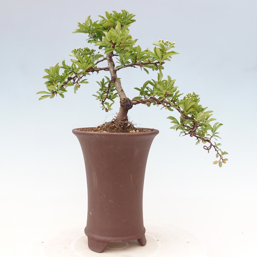 Venkovní bonsai-Pyracanta Teton -Hlohyně