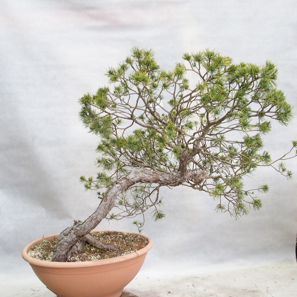 Yamadori - Pinus sylvestris 