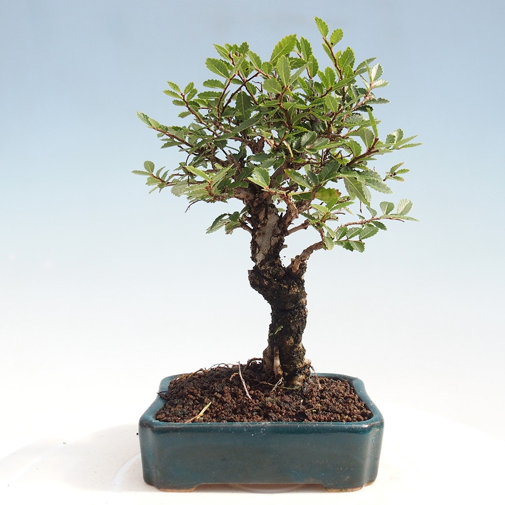 Venkovní bonsai - Zelkova - Zelkova NIRE