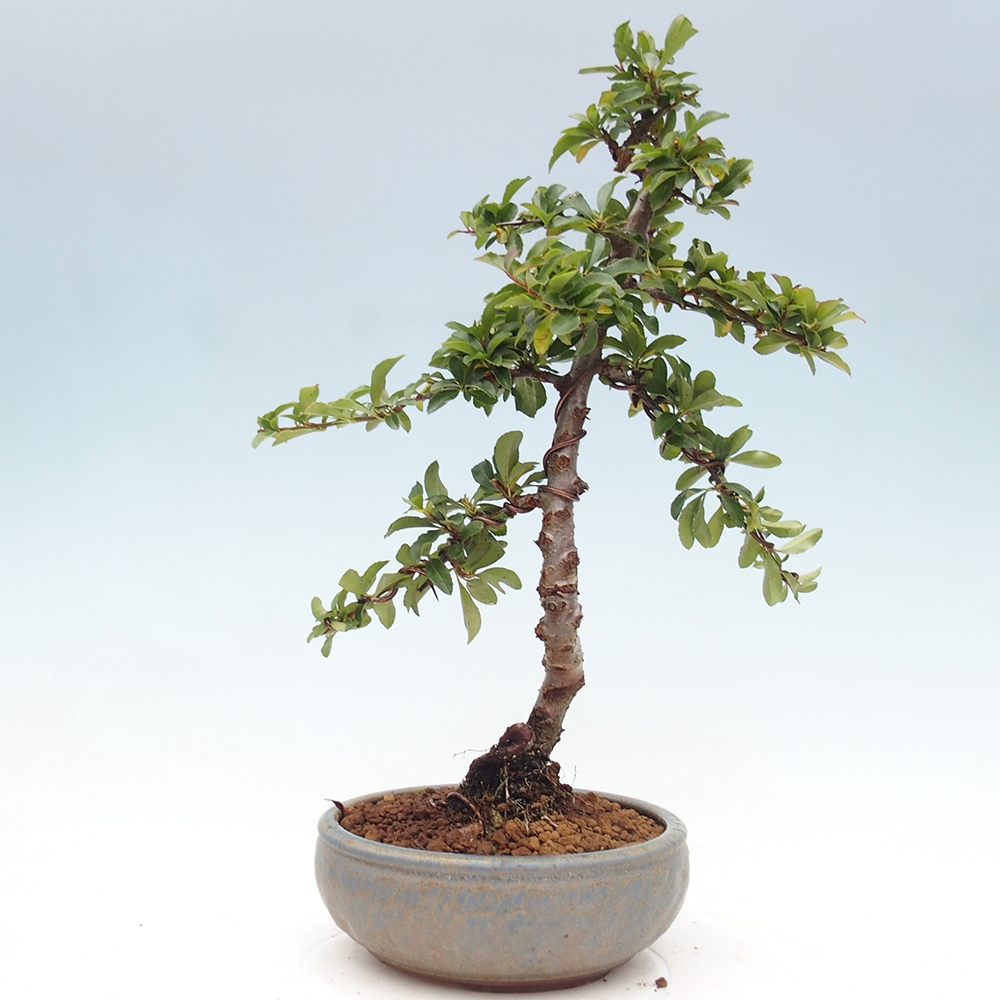 Venkovní bonsai-Pyracanta Teton -Hlohyně