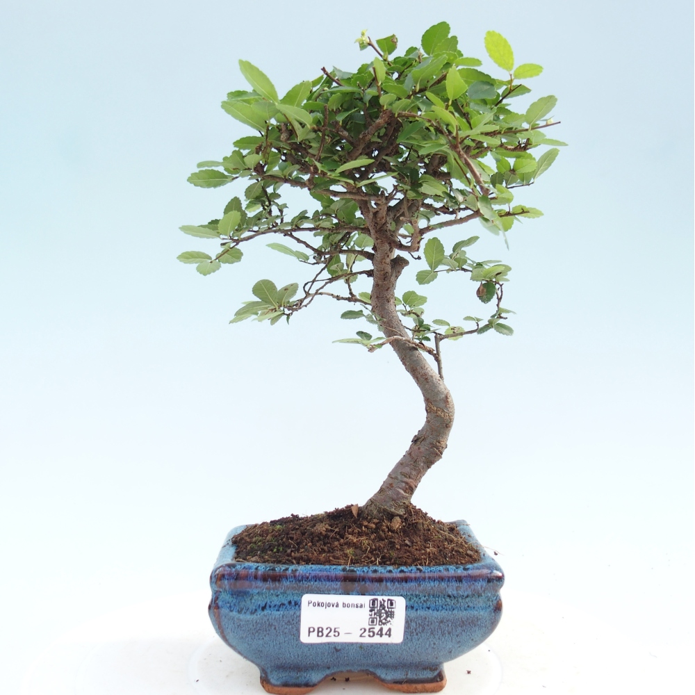 Pokojová bonsai - Ulmus parvifolia - Malolistý jilm