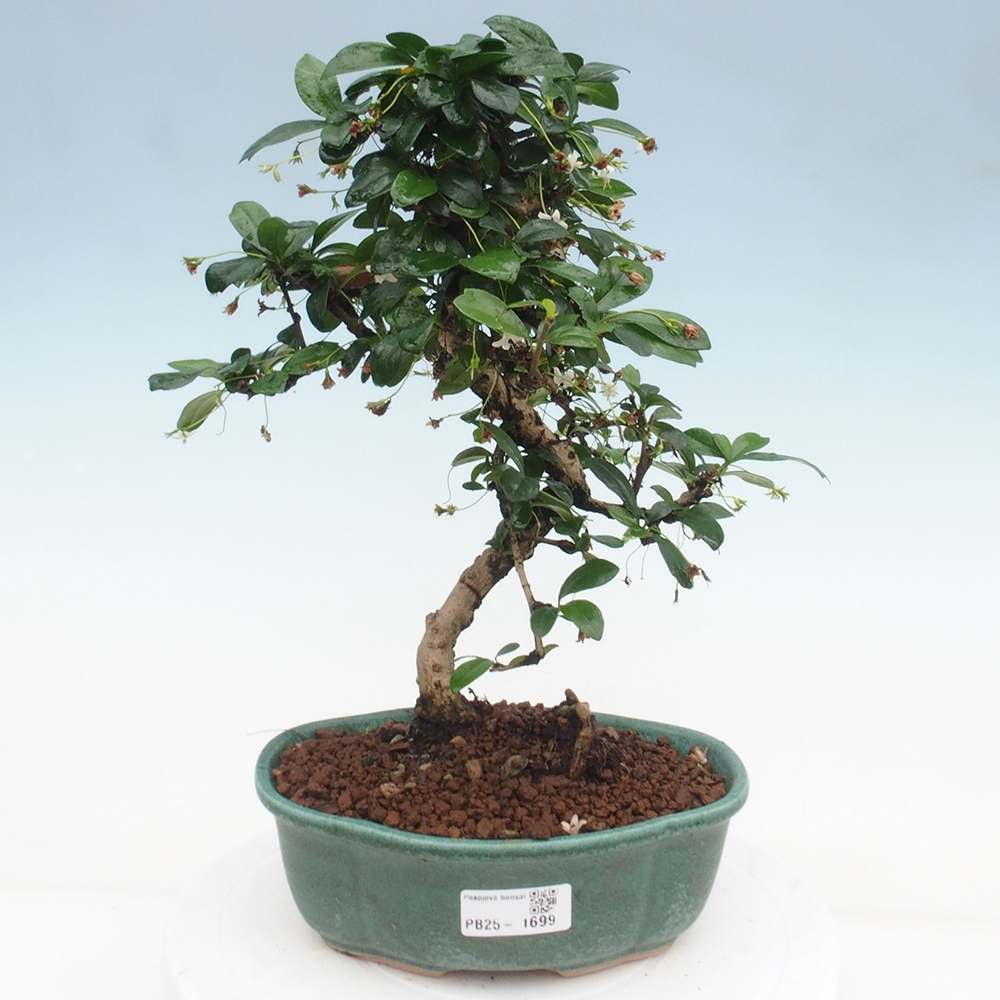 Pokojová bonsai - Carmona macrophylla - Čaj fuki