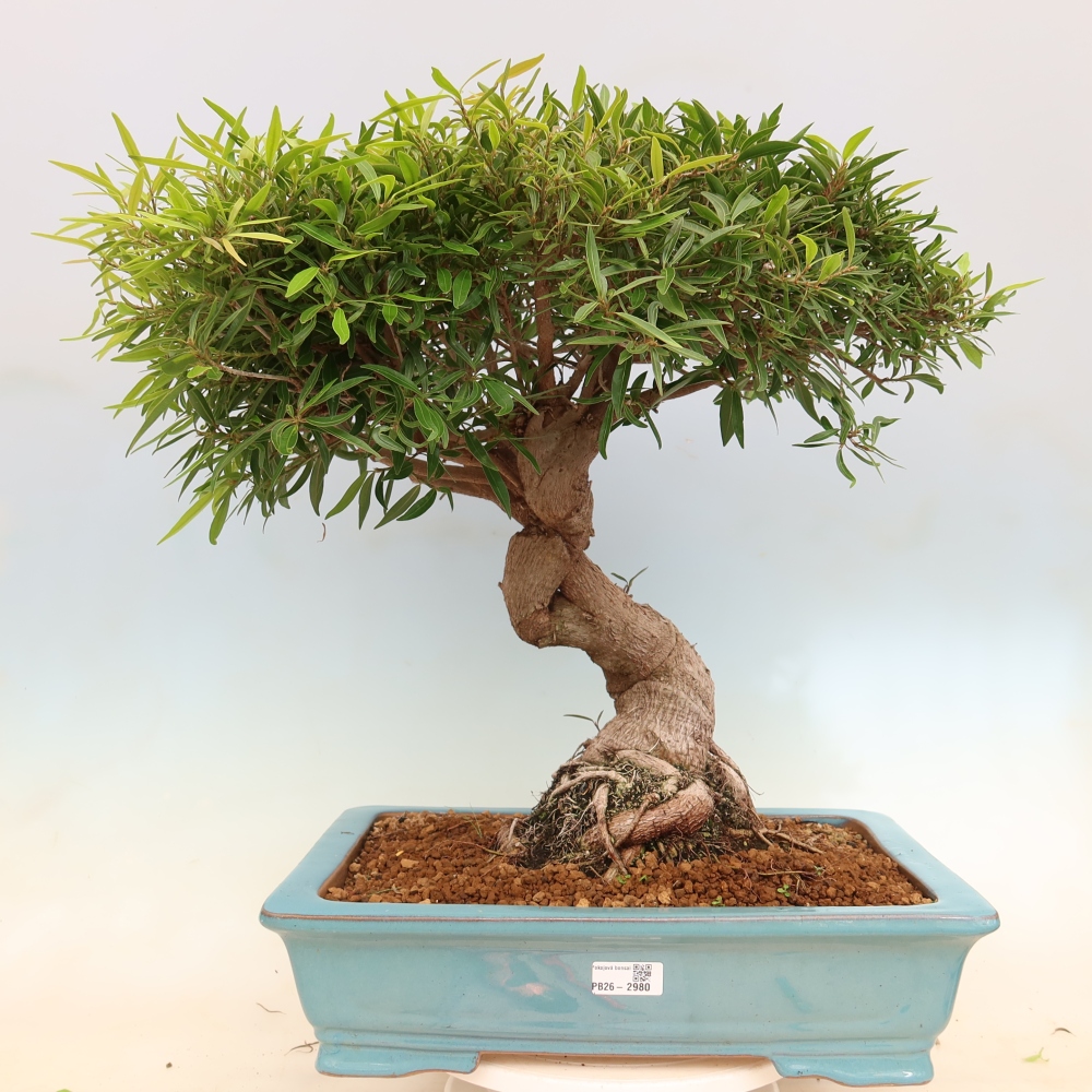 Pokojová bonsai - Ficus nerifolia -  malolistý fíkus