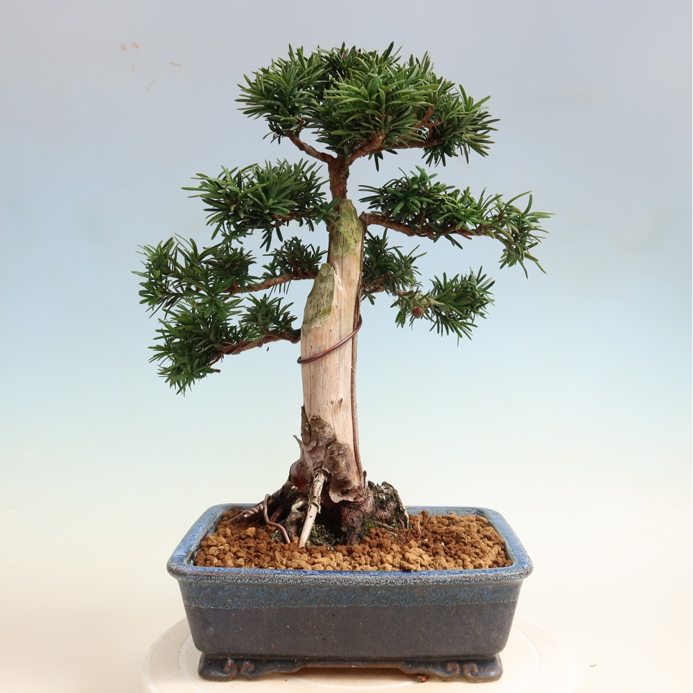 Venkovní bonsai - Taxus cuspidata  - Tis japonský