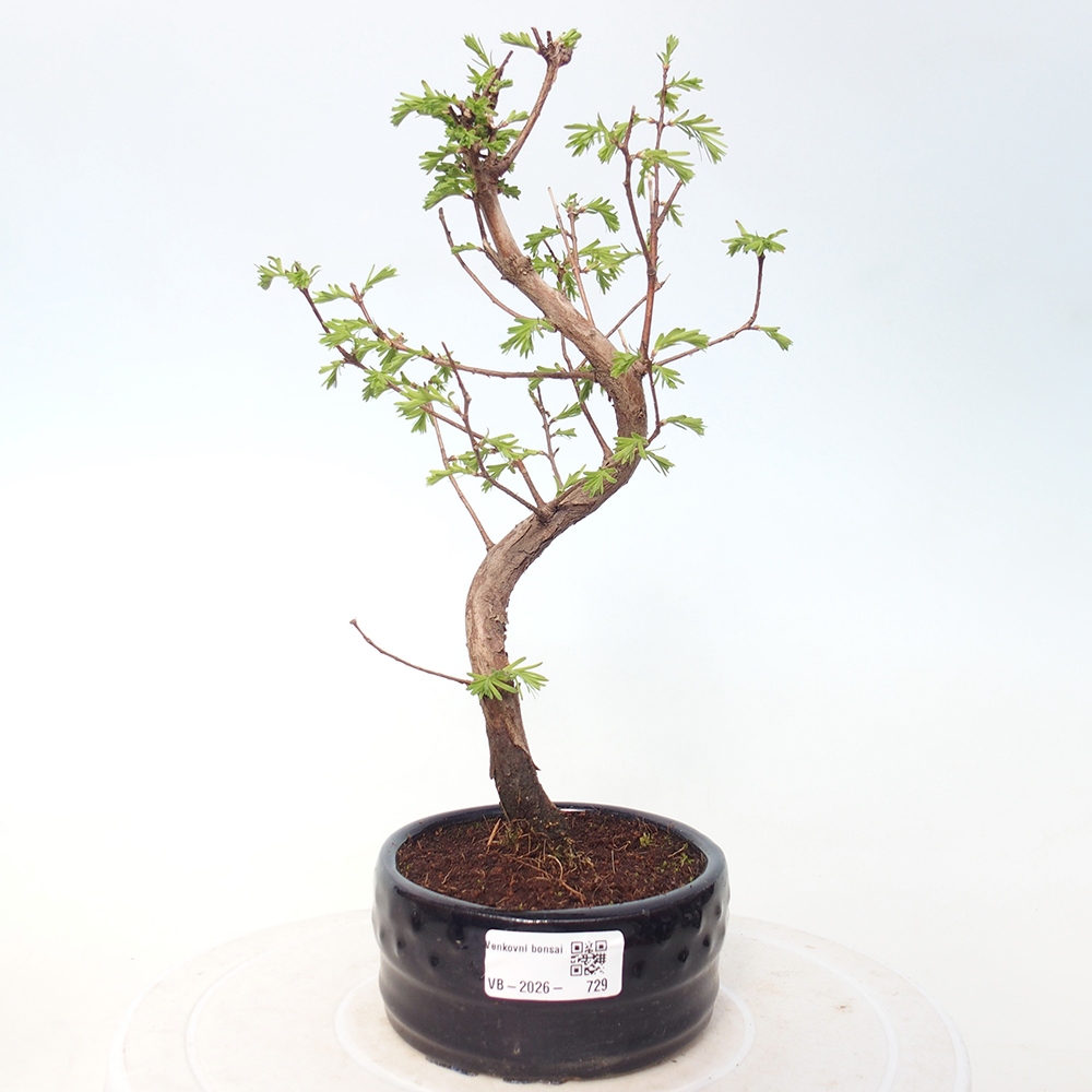 Venkovní bonsai - Metasequoia glyptostroboides - Metasekvoje čínská
