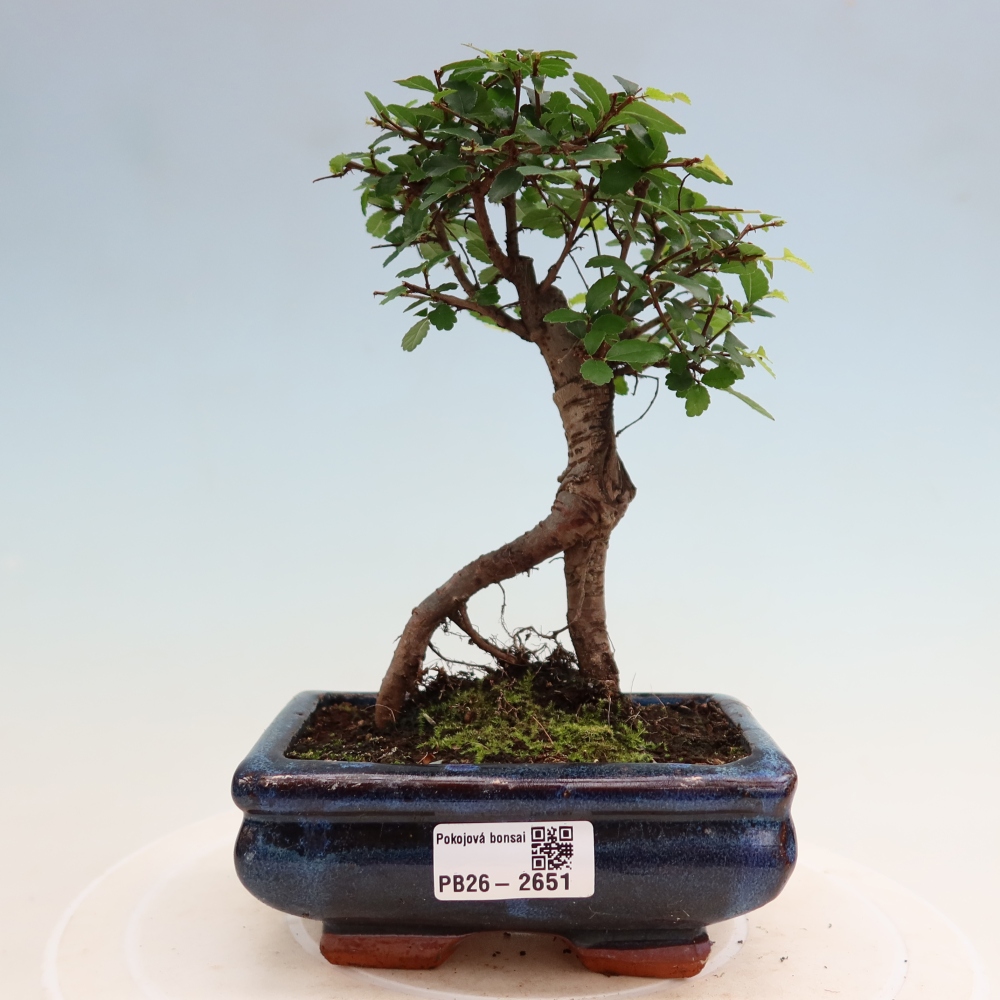 Pokojová bonsai - Ulmus parvifolia - Malolistý jilm