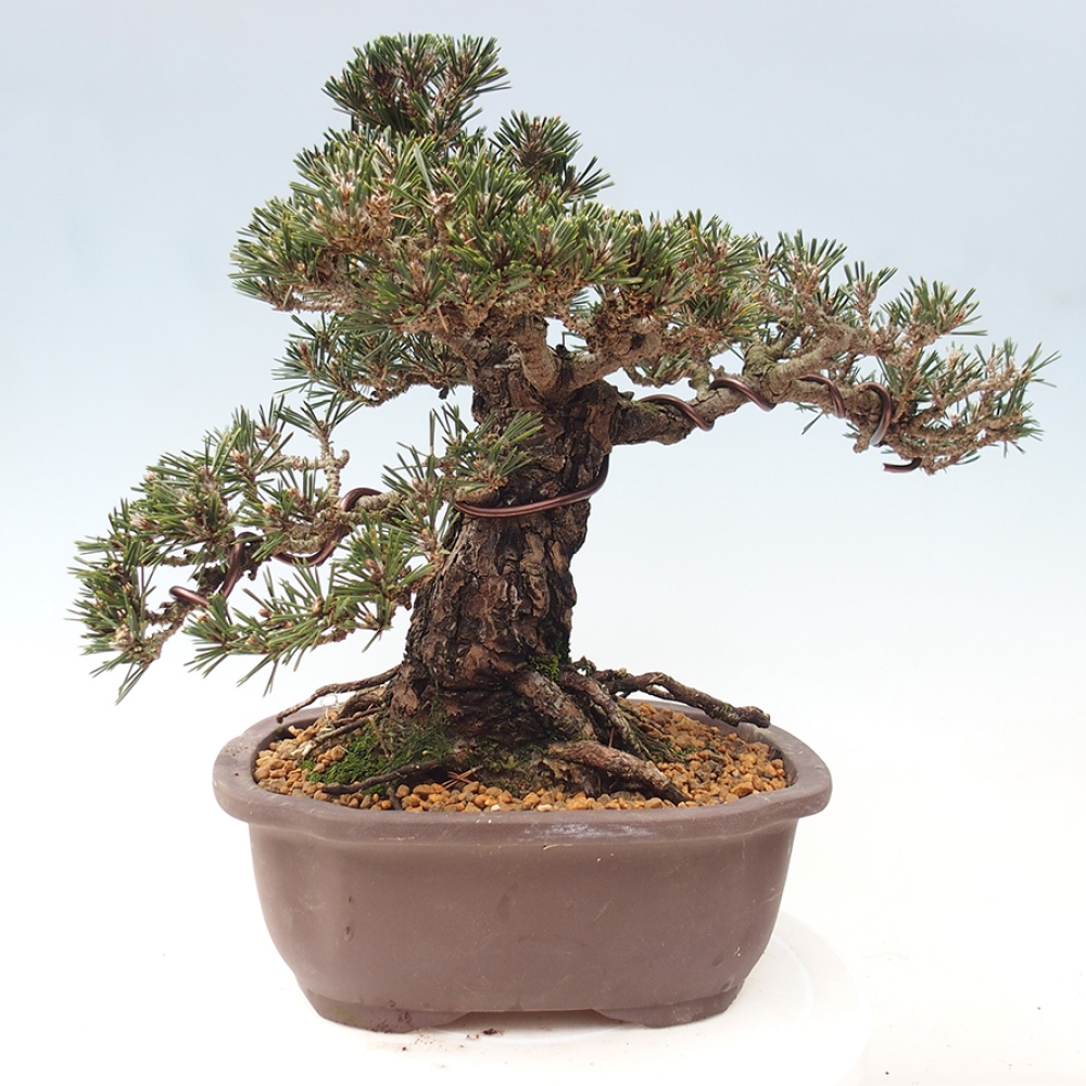 Venkovní bonsai - Pinus thunbergii Kotobuki - Borovice thunbergova