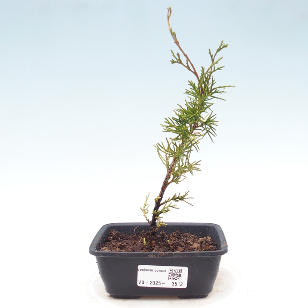 Venkovní bonsai - Juniperus chinensis Itoigawa -Jalovec čínský