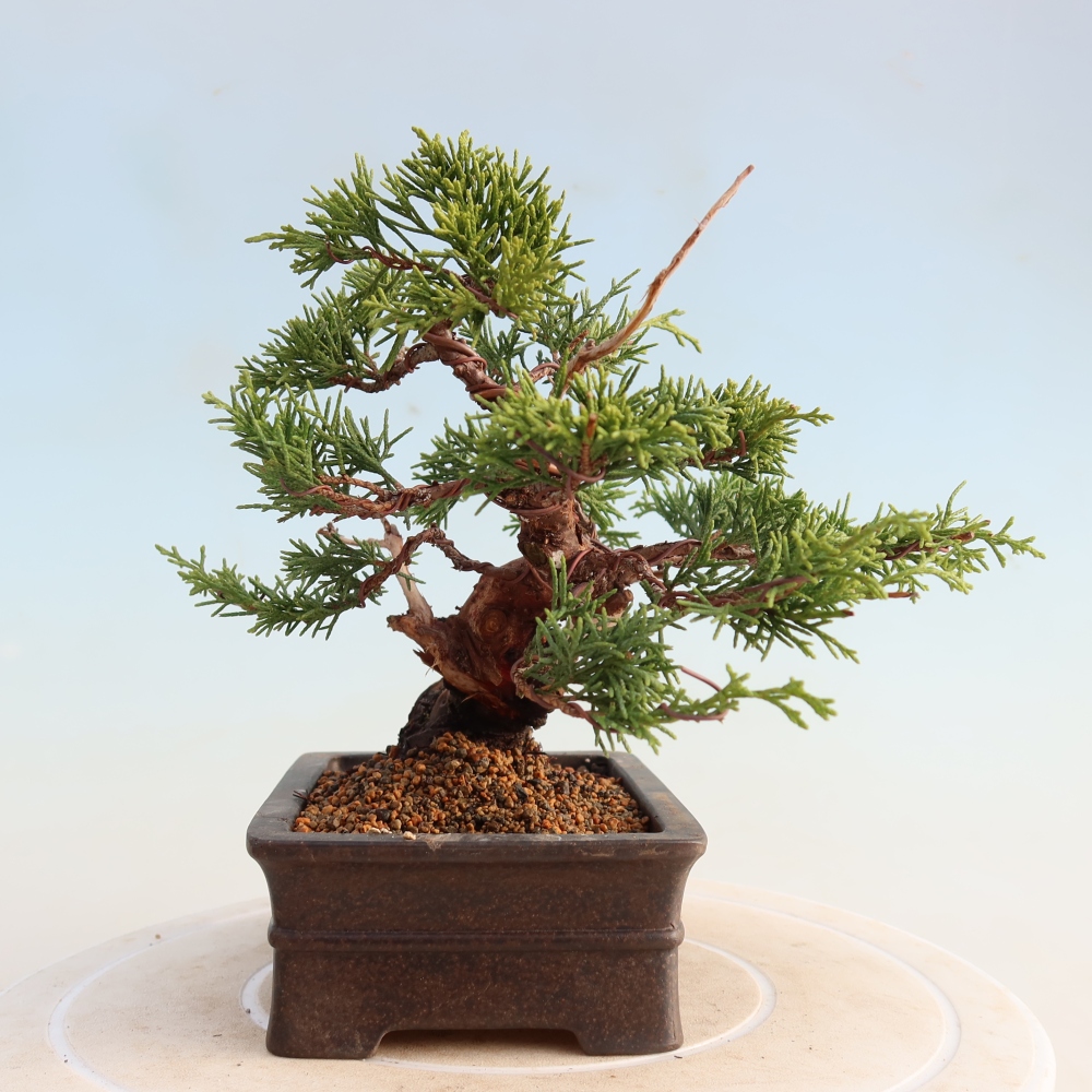 Venkovní bonsai - Juniperus chinensis Itoigawa -Jalovec čínský