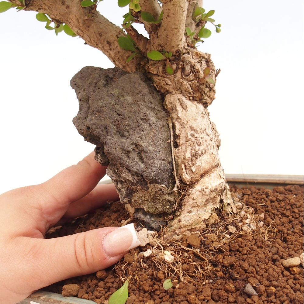 Venkovní bonsai - Berberis coreana - Dřištál korejský