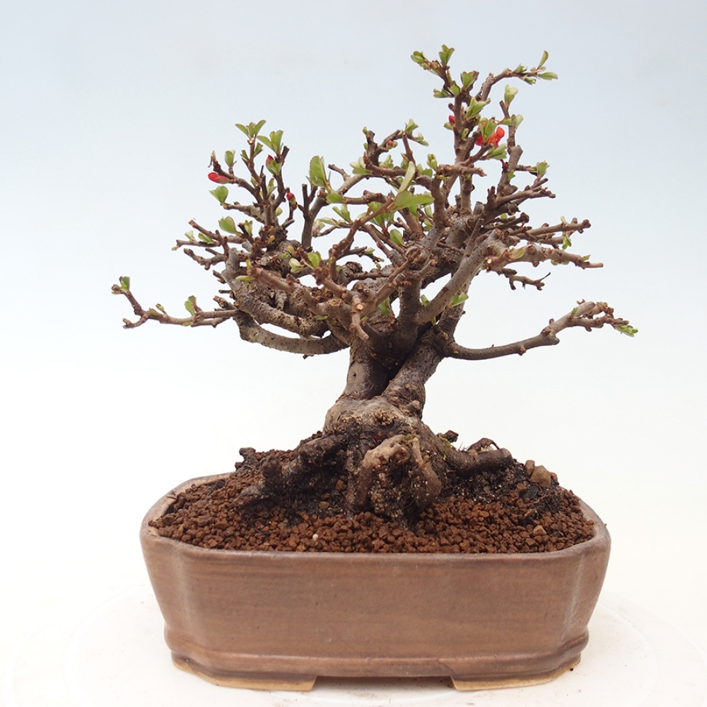 Venkovní  bonsai -  Chaneomeles speciosa - Kdoulovec ozdobný
