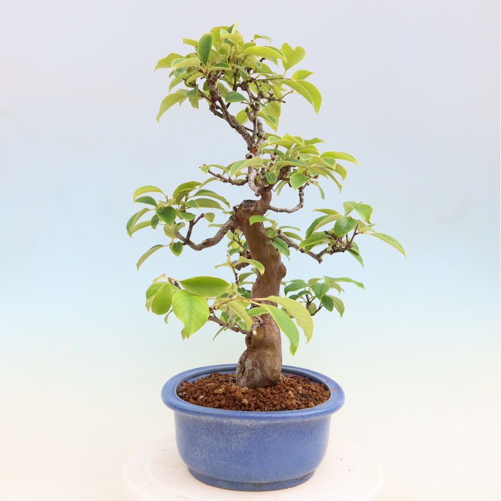 Venkovní  bonsai -  Pseudocydonia sinensis - Kdouloň čínská