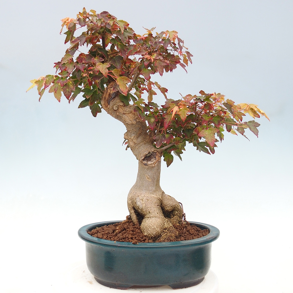 Venkovní bonsai - Acer Buergerianum - Javor Burgerův