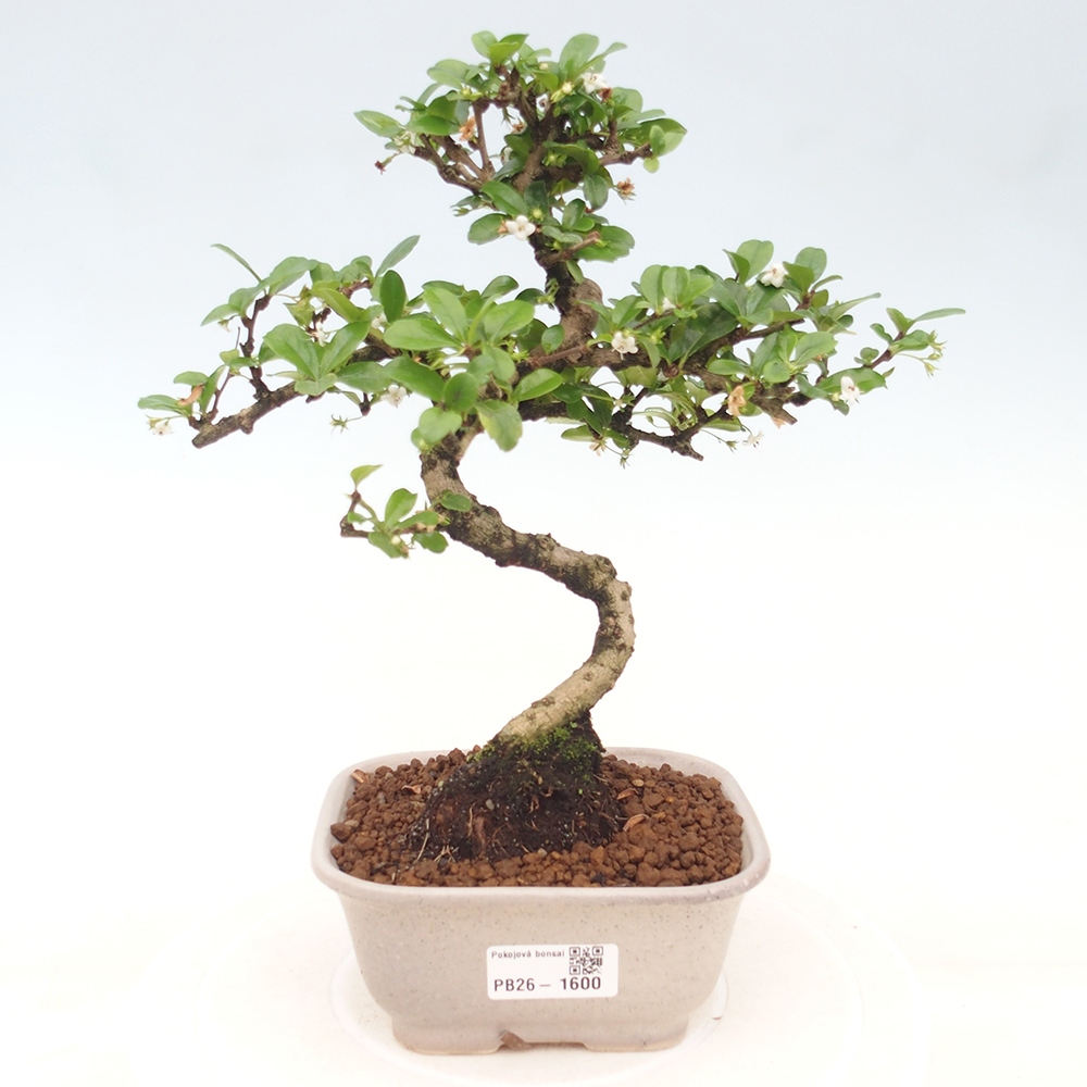 Pokojová bonsai - Carmona macrophylla - Čaj fuki