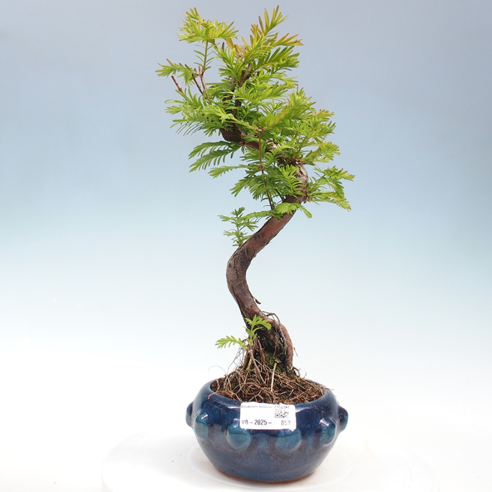 Venkovní bonsai - Metasequoia glyptostroboides - Metasekvoje čínská