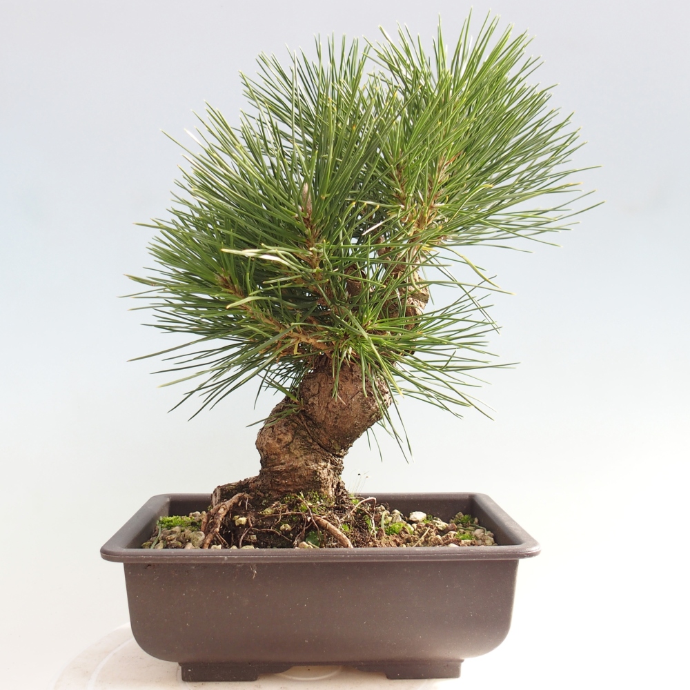 Venkovní bonsai - Pinus thunbergii - Borovice thunbergova