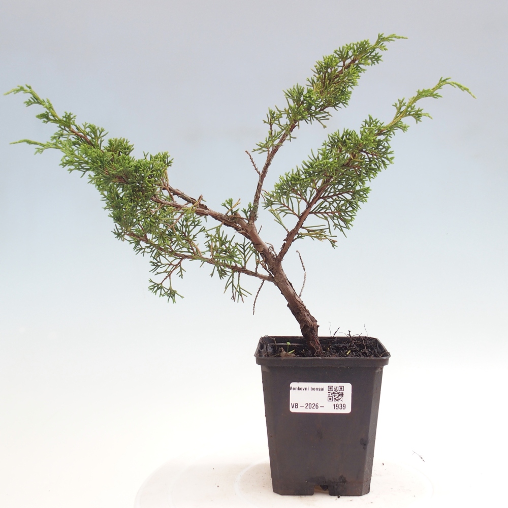 Venkovní bonsai - Juniperus chinensis Itoigawa -Jalovec čínský