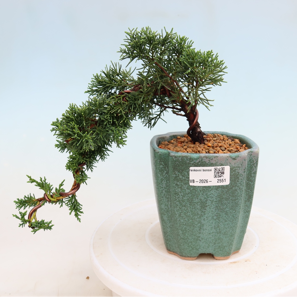 Venkovní bonsai - Juniperus chinensis Kishu -Jalovec čínský