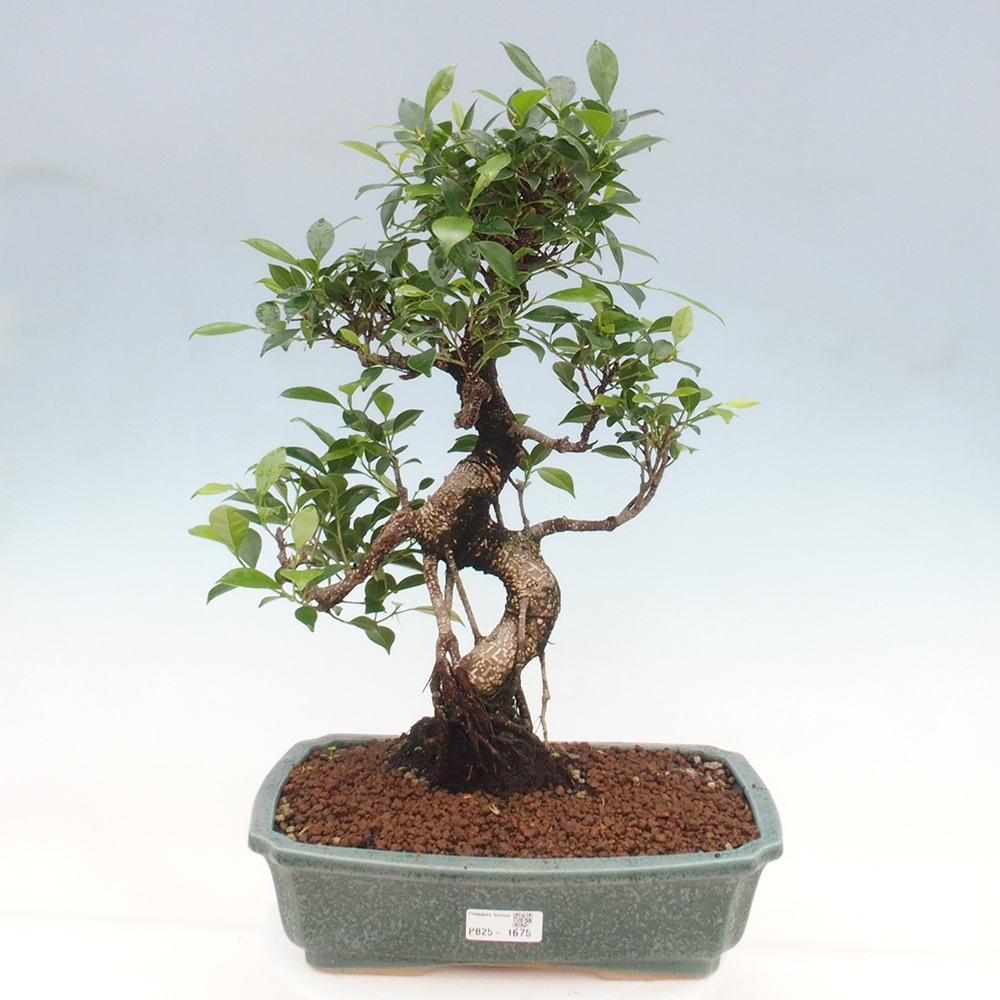 Pokojová bonsai - Ficus kimmen -  malolistý fíkus