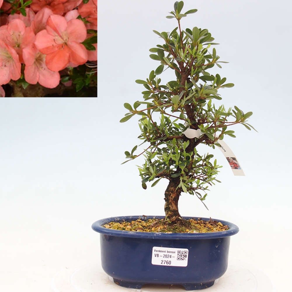 Venkovní bonsai - Japonská azalka - Azalea Asazakura