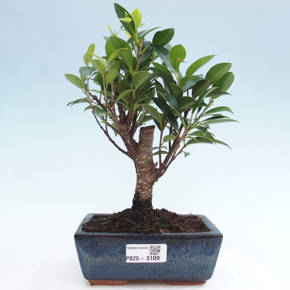 Pokojová bonsai - Ficus retusa -  malolistý fíkus