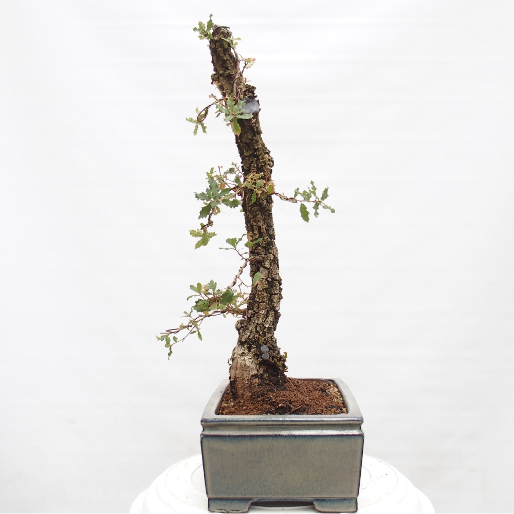 Yamadori - Quercus Ilex -Dub cesmínovitý
