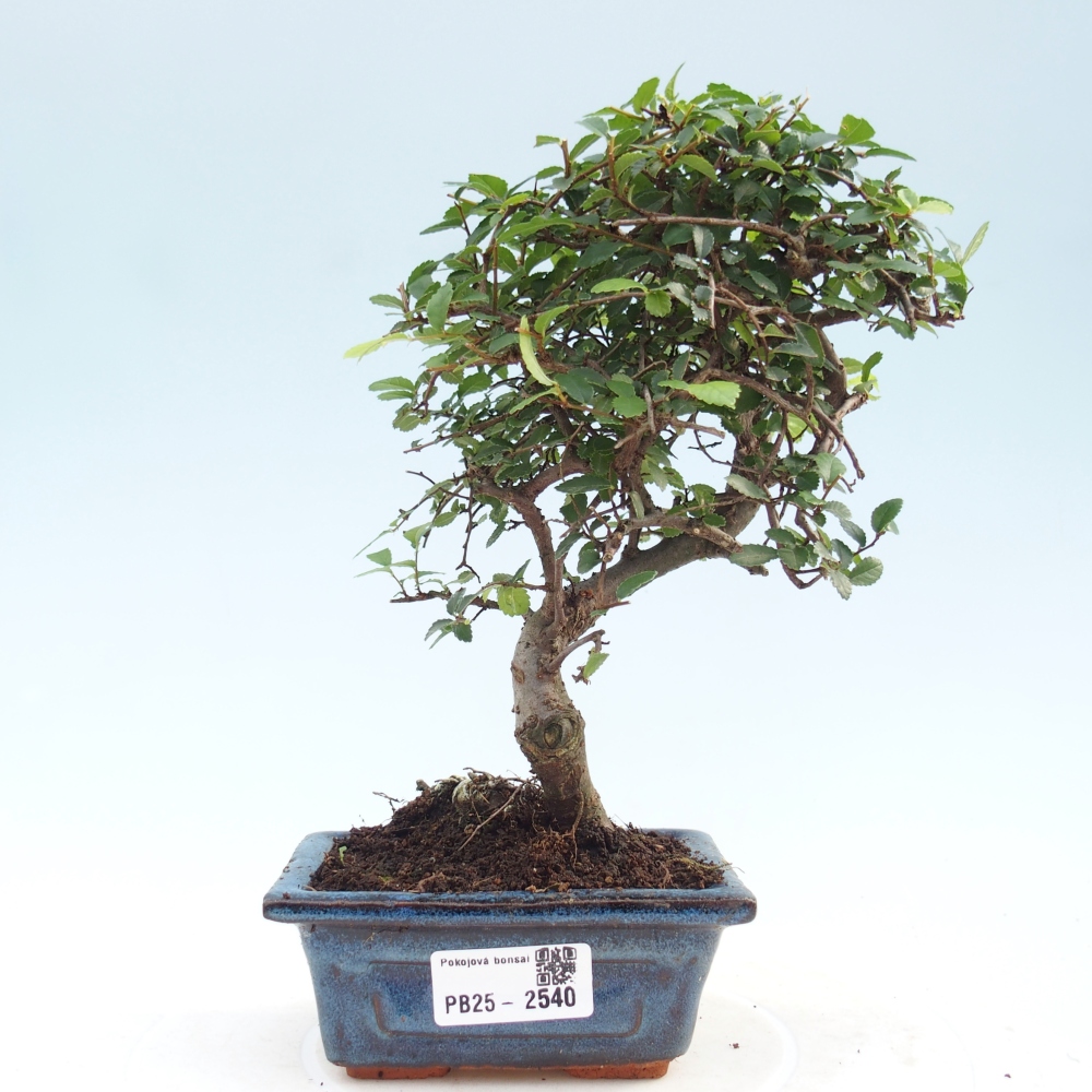 Pokojová bonsai - Ulmus parvifolia - Malolistý jilm
